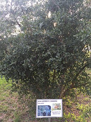 SpinyHackberry Granjeno