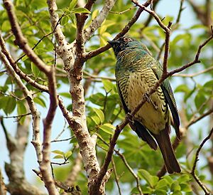 Swallow Tanager (Tersina viridis)..jpg