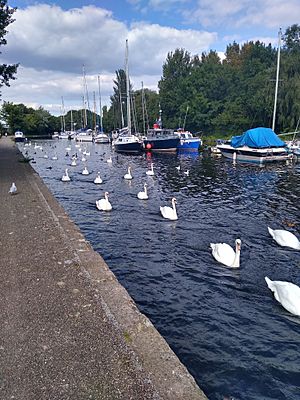 The Sankey Canal at Spike Island, Widnes