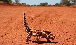 Thornydevil.jpg