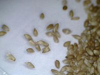 Timothy seeds