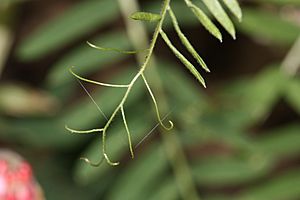 Vicia nigricans 4998