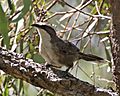 White-browed Babbler (Pomatostomus superciliosus)