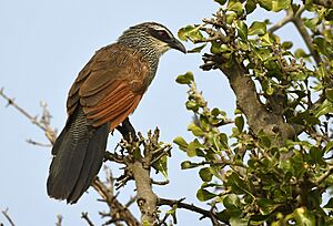 White-browed Coucal SS