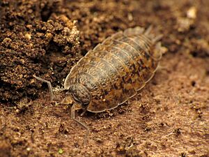 Woodlouse - Flickr - treegrow