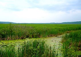 Wye Marsh View 1.jpg