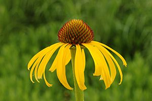 Yellow Coneflower Echinacea paradoxa Horizontal 3008px