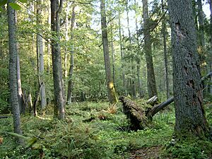 2005-09 Białowieski Park Narodowy 3