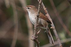 37-090505-cettis-warbler-at-Kalloni-east-river.jpg