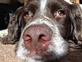 A resting English Springer Spaniel