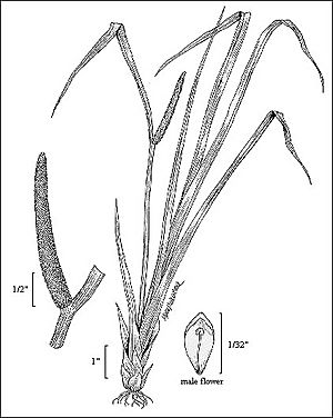 Acorus calamus illustration