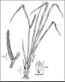 Acorus calamus illustration