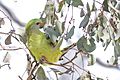 Adult female superb parrot