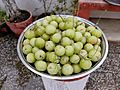 Amala in Madhya Pradesh 2