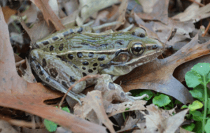 Atlantic-coast-leopard-frog.png