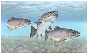 Atlantic salmon Atlantic fish