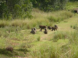 Baboons Kenya 2007