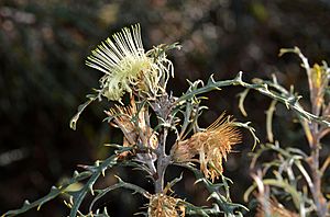 Banksia hewardiana - 48277965576.jpg