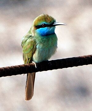 Bee-eater Dubai (cropped).jpg