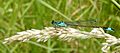 Bluetail Damselfly Ischnura elegans on Yorkshire Fog