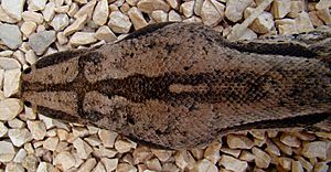 Boa-Constrictor-Imperator-Belize-Zoo