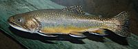 Brook Trout Salvelinus fontinalis 2900px.jpg