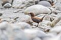 Brown Dipper