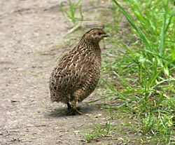 Brown Quail.jpg