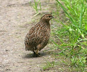 Brown Quail.jpg