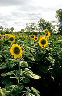 CSIRO ScienceImage 4438 Sunflower crop