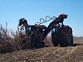 Cane harvester at work