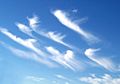 Cirrus clouds2