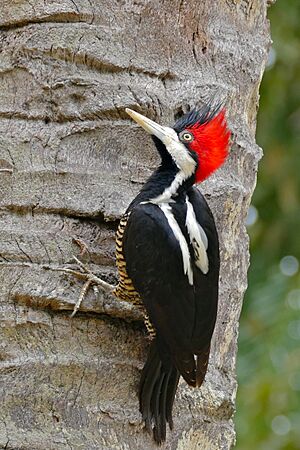Crimson-crested Woodpecker (Campephilus melanoleucus) female (28887801322).jpg