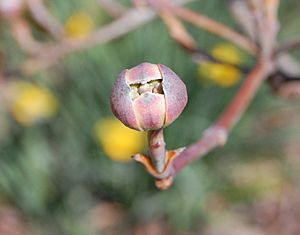 Dogwood blossom