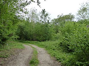 East Dean Park Wood (3).jpg