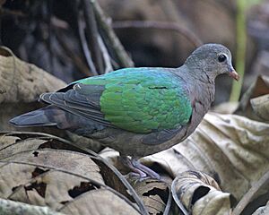 Emerald Dove (Chalcophaps indica indica)