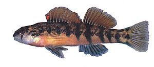 Etheostoma scotti.jpg