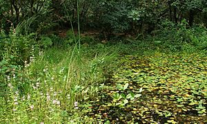 Five Acres Nature Reserve