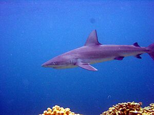 Galapagos shark