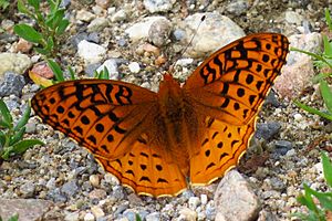 Great Spangled Fritillary, Gatineau Park