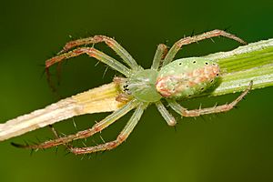 Green tent spider.jpg