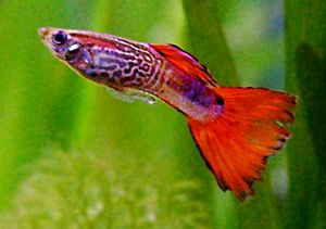 Guppy-male