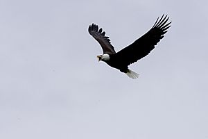 Haliaeetus leucocephalus-flight-USFWS