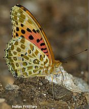 Indian fritillary un