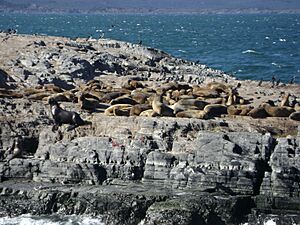 Isla de los Lobos. Beagle