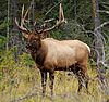 Jasper.Wapiti-Hirsch.P1033401.jpg