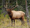 Jasper.Wapiti-Hirsch.P1033401