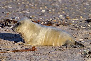 Juvenile Grey Seal