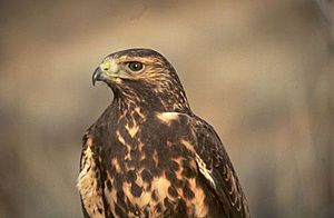 Juvenile Swainson's Hawk