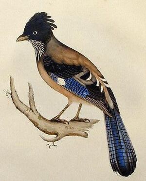 Lanceolated Jay lithograph.jpg